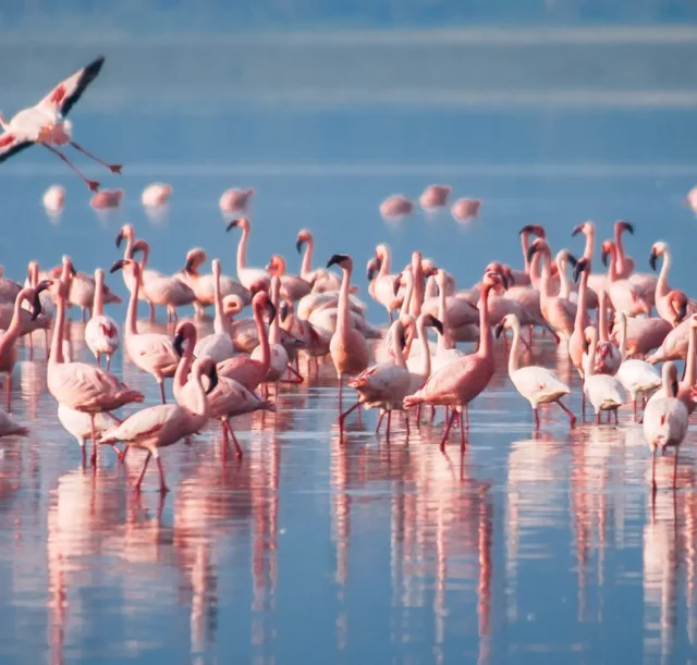 A-flock-of-flamingos-Lake-Manyara-Arusha-Tanzania.jpg