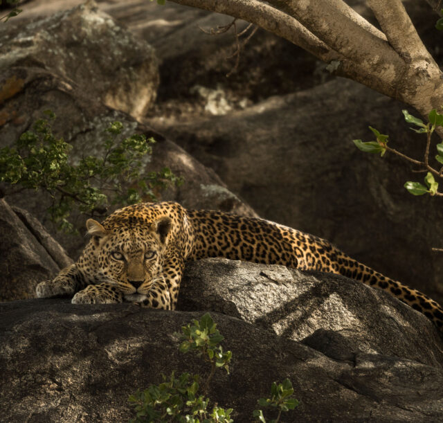 leopard-resting-on-rock-serengeti-tanzania-afri-2026-03-09-07-58-16-utc