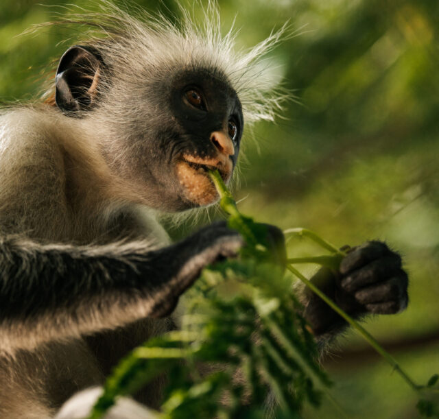 monkey-eating-leaves-in-lush-green-forest-2026-01-09-11-44-38-utc