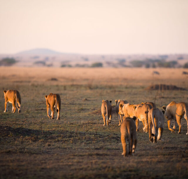 pride-of-lions-walking-through-open-african-savann-2026-03-24-06-01-15-utc